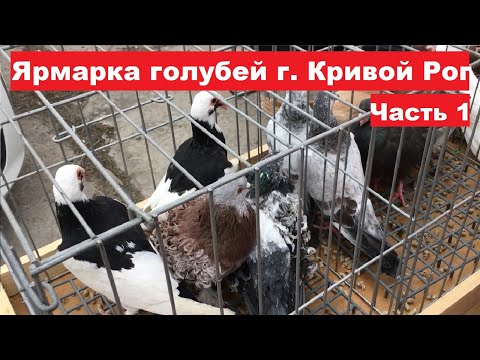 Видео: Ярмарка голубей г. Кривой Рог 24.02.2024. Ч.1