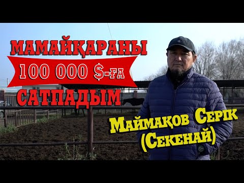 Видео: МАМАЙҚАРА | ШЕТ ЕЛ аукционы | Паспортизация | Басшыға бағыну