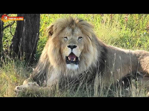 Видео: Олежка - потерять и найти! Львы. Тайган. Lions life in Taigan.