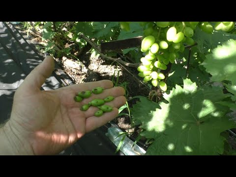 Видео: Внимание - антракноз! Нужна внеплановая обработка.