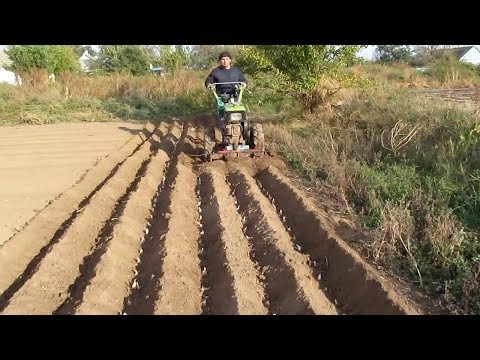 Видео: Посадка чеснока окучниками!