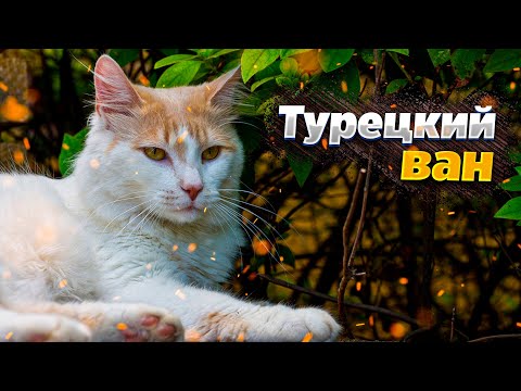 Видео: 🐈Турецкий ван все о породе| Порода кошки Турецкий ван| Порода котов и кошек 2023🐈