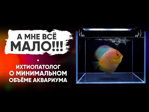 Видео: Ихтиопатолог о минимальном объёме аквариума. @vladimirkovalev2731