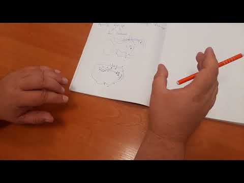 Видео: Ромбовидный мозг (Продолговатый, мост, мозжечок)