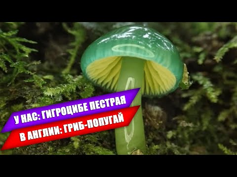 Видео: КАК НАШИ ГРИБЫ НАЗЫВАЮТ ЗА РУБЕЖОМ | ЭКСКЛЮЗИВ | Часть 2