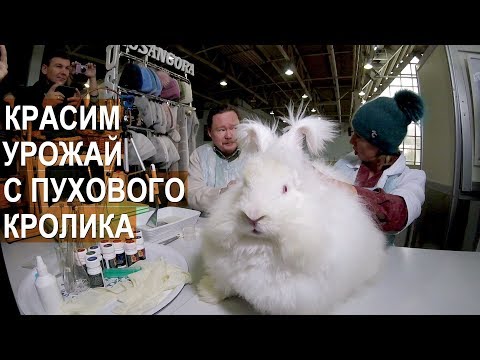 Видео: Ангорский пуховый кролик. Получаем урожай пуха. Красим кроличий пух