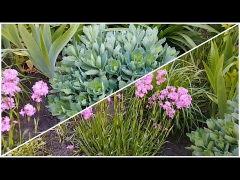 Видео: Плотные посадки в цветниках . Как я создаю плотные посадки.