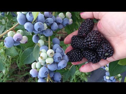 Видео: Ежевика Прайм арк Фридом