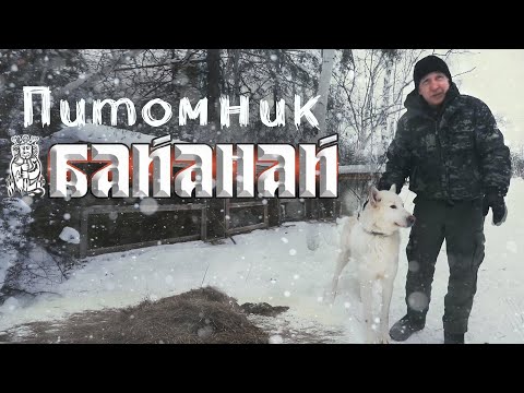 Видео: Питомник охотничьих лаек "Байанай".