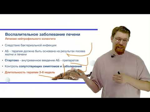 Видео: Холангит кошек диагностика и лечение