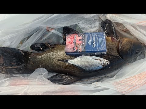 Видео: Поймали Линя ,я не ожидала-Смоленск. Атака змей, я в шоке