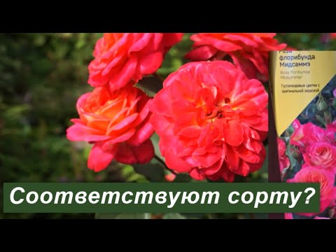 Видео: Розы в коробках: качество саженцев, соответствие сорту.