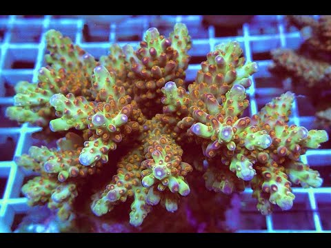 Видео: "Рифовый Аквариум" Фрагование Кораллов. Часть 80