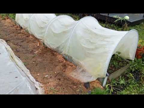 Видео: Конец октября, а я продолжаю сбор урожая