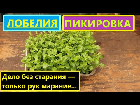 Видео: Пикирую 5-и недельную Лобелию. Без труда не проживешь!