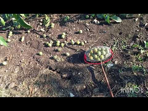 Видео: Урожайность и сроки окупаемости садов Серр, Чандлер, Туларе, Овата.