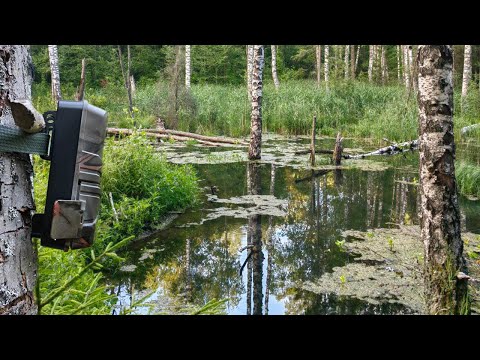 Видео: Фотоловушка простояла на ДИКОМ ПРУДУ больше МЕСЯЦА! Результат удивил!