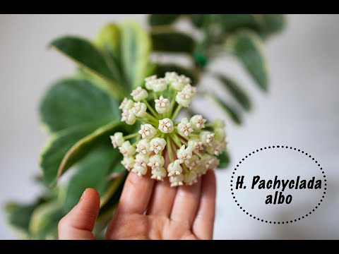 Видео: Hoya Pachyclada albo-мини обзор лианы которая имеет мощный ствол.