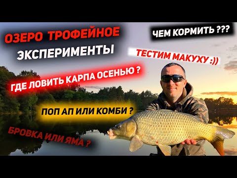 Видео: Озеро Трофейное| Ловля карп по холоду в яме