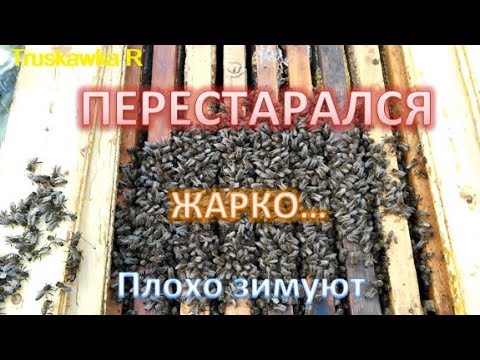 Видео: Частая ошибка при сборке гнезда пчёл. Исправлена!!!  Сильно хорошо - тоже плохо!