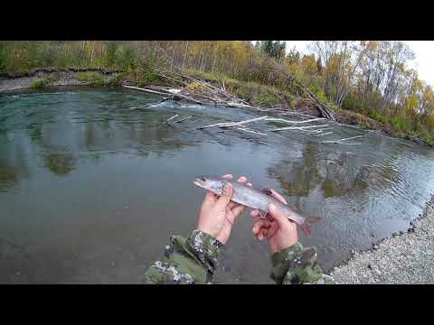 Видео: ловля тайменя,ленка и хариуса 27.09.2020