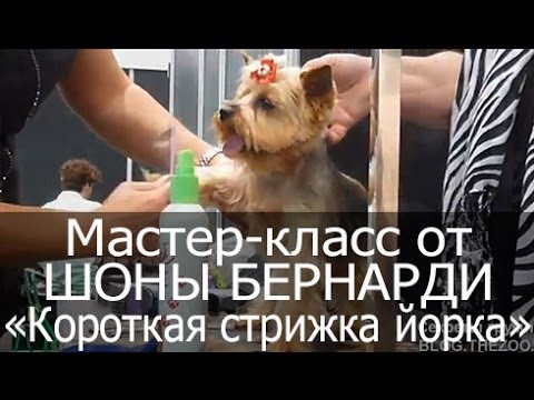Видео: Мастер-класс "Короткая стрижка йоркширского терьера". Шона Бернарди (Канада).