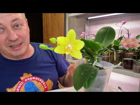 Видео: ОРХИДЕЯ НЕ ЖИЛЕЦ / вечерний полив орхидей