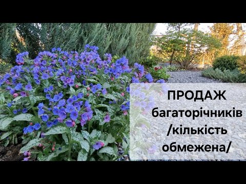 Видео: Увага📢 ПРОДАЖ залишків багаторічних рослин