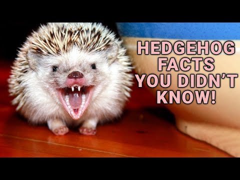 Видео: 13 вещей, которые нужно знать перед покупкой ёжика