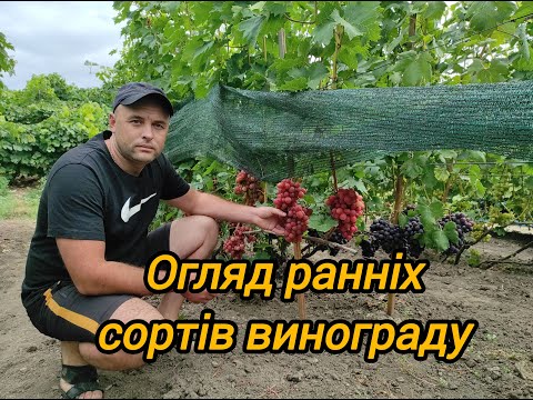 Видео: Огляд ранніх сортів винограду