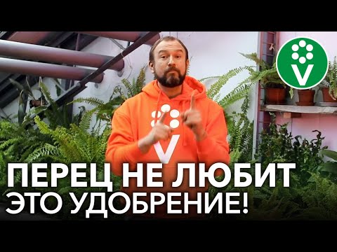 Видео: ХУДШЕЕ УДОБРЕНИЕ ДЛЯ ПЕРЦА! Не подкармливайте рассаду перца этим популярным фосфорным удобрением