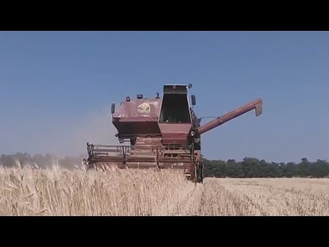 Видео: НИВА СК-5 , уборка озимого ячменя