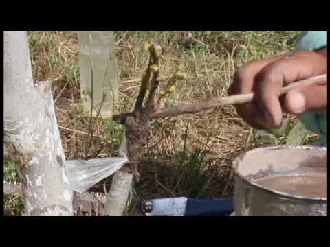 Видео: Пайванди Дарахт 4#Прививка деревьев 4#Tree grafting 4