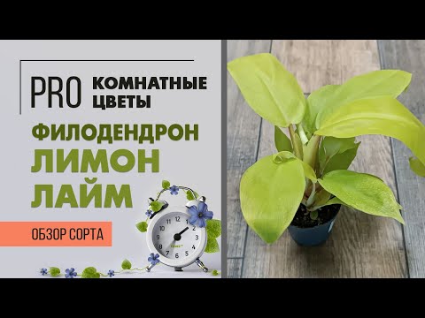 Видео: Филодендрон Лимон Лайм - сочный цвет и хорошее настроение | Обзор интересного сорта филодендрона