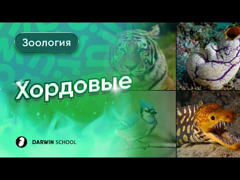 Видео: Тема №10: Хордовые