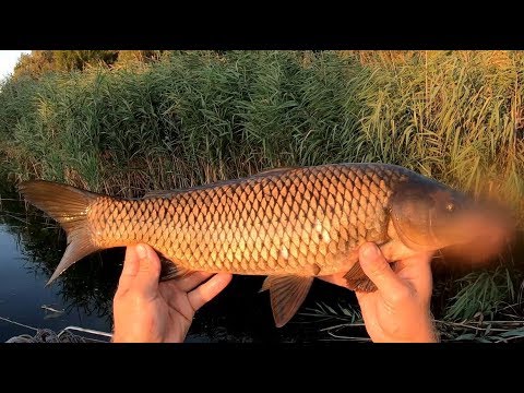Видео: ЗОЛОТОЙ БОЛОТНЫЙ САЗАН С ЕРИКА