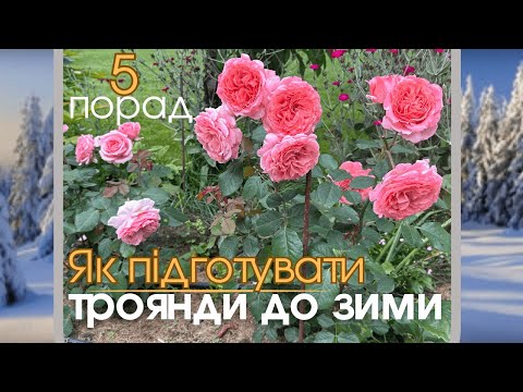 Видео: 5 порад, як підготувати троянди до зими