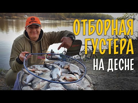 Видео: ОТБОРНАЯ ГУСТЕРА на фидер весной. Где ловить в  запрет на Десне?