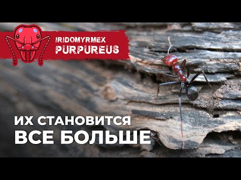Видео: ЗАСЕЛЕНИЕ МЯСНЫХ МУРАВЬЕВ В БОЛЬШОЙ ДОМ | Meat ant | Iridomyrmex purpureus
