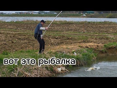 Видео: На маленькой речке огромные рыбы, рыбалка на паук подъёмник#рыбалка #fishing #낚시 #carpfishing #кино