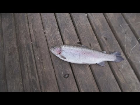 Видео: Сын обловил меня. трудовая осенняя рыбалка на форель