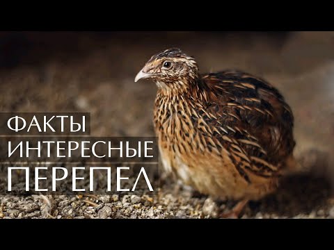 Видео: Перепел -  интересные факты