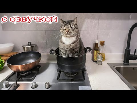 Видео: Приколы с котами! - С ОЗВУЧКОЙ! СМЕШНЫЕ КОТЫ! Самые смешные животные!