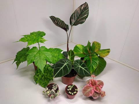 Видео: Растения едут в новый дом #30