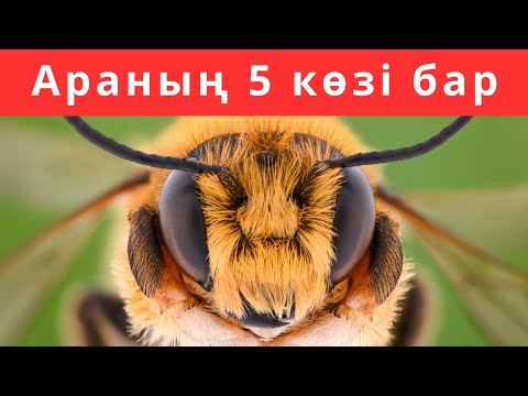 Видео: АРАЛАР ПАТШАЙЫМСЫЗ ӨМІР СҮРЕ АЛМАЙДЫ. FACTS ABOUT BEES. АРА ТУРАЛЫ ҚЫЗЫҚТЫ ДЕРЕКТЕР.