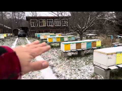 Видео: 5 ноября на пасеке, проверяю семью с банком маток…