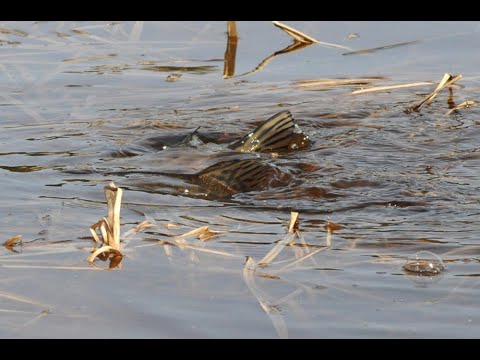 Видео: Щука 1948 часть 3   Нерест щуки