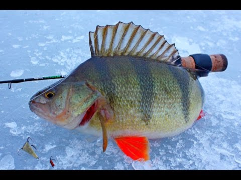 Видео: Ловля окуня на конус