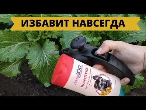 Видео: КРЕСТОЦВЕТНАЯ БЛОШКА ИСЧЕЗНЕТ НАВСЕГДА мощное средство