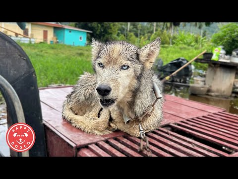 Видео: Мы нашли этого хаски, прикованного цепью над потопом, борющегося за выживание